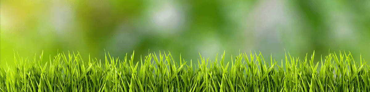 Rasenmäher Roboter - den Rasen mähen lassen